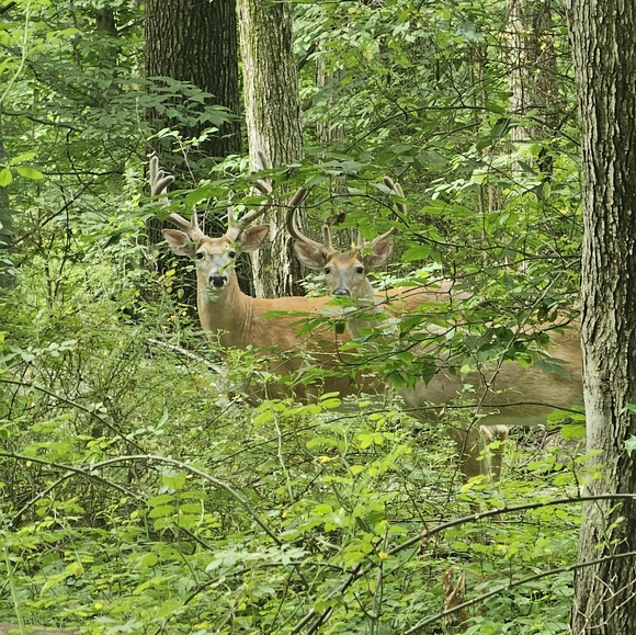 Meet your Posher, Evelyn - Picture 3 of 5